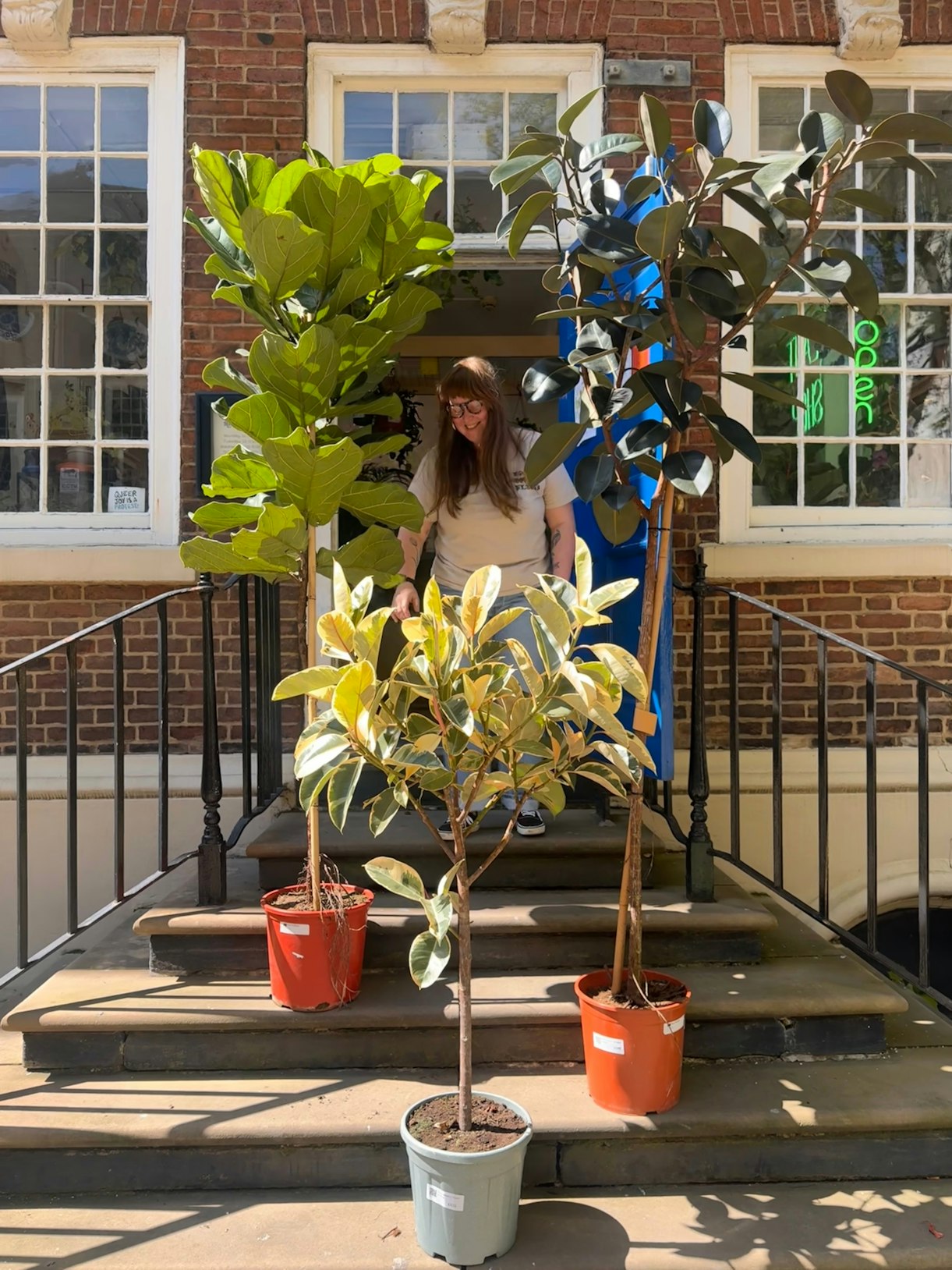 Large Ficus Abidjan on shop steps, hand-delivered and installed in the UK.