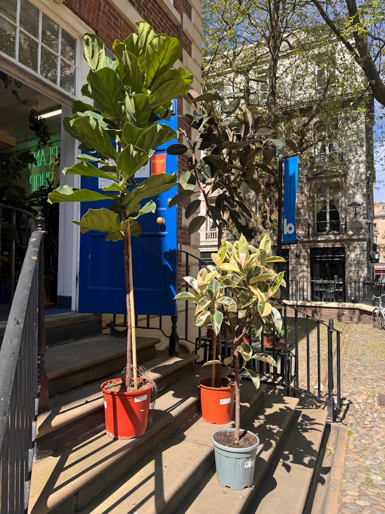 Large Ficus plants on shop steps, hand-delivered and installed in the UK.