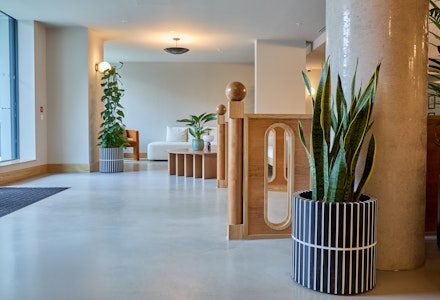 Minimalist Sansevieria arrangements in a modern residential development, London.