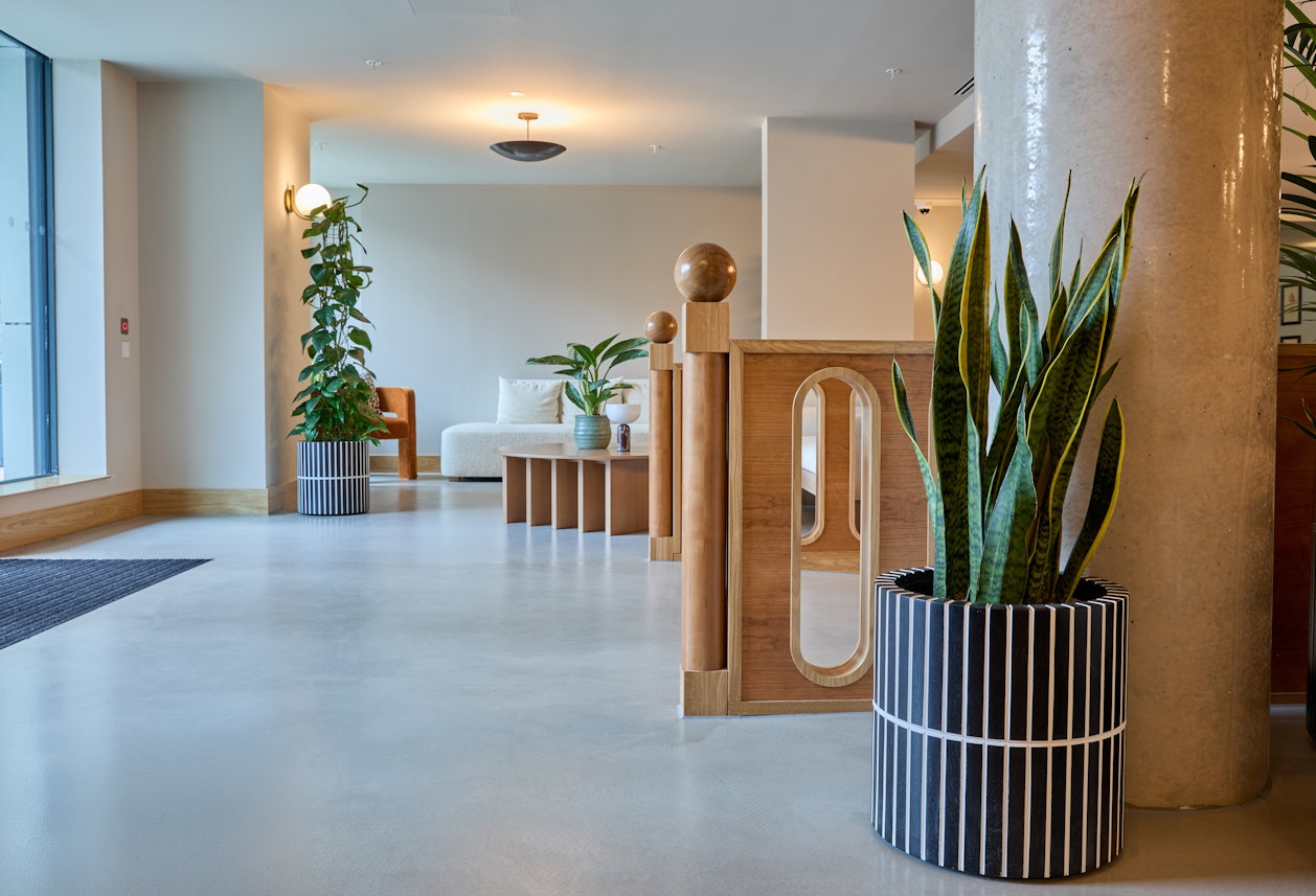 Minimalist Sansevieria arrangements in a modern residential development, London.