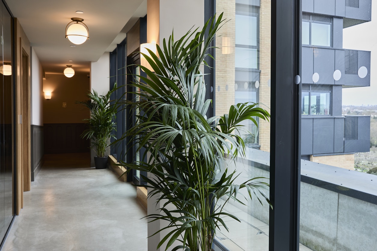 Tall Kentia Palm (Howea forsteriana) in a luxury residential lobby at Kew Curve, West London