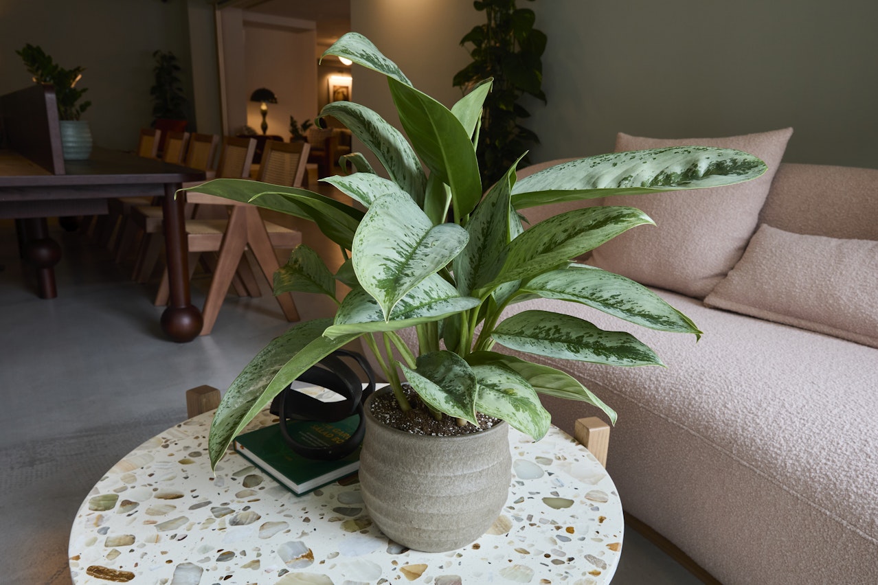 Close-up of healthy Aglaonema highlighting Root Houseplants' premium plant quality