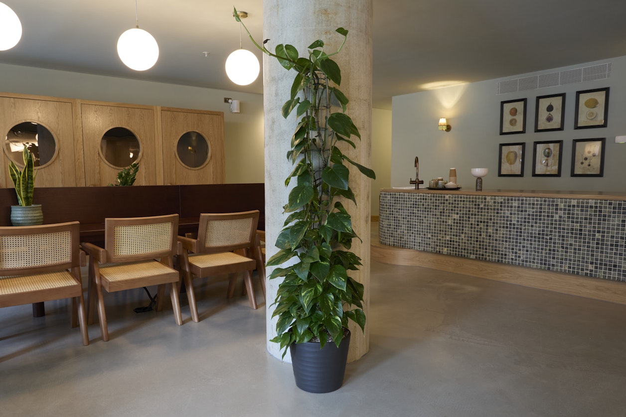 Structural Philodendron positioned against pillar in a luxury London development