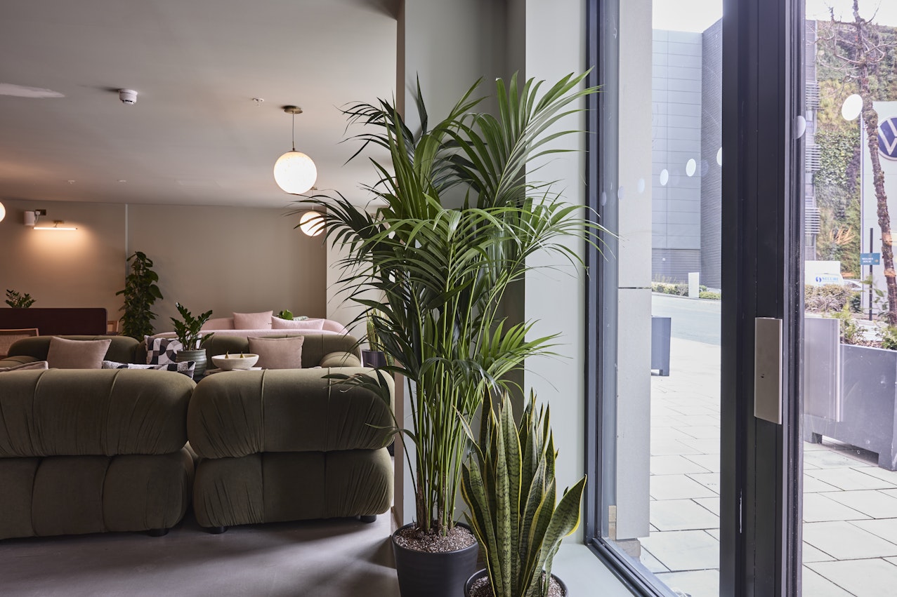 Large architectural indoor palms used for biophilic design in a modern London apartment complex.
