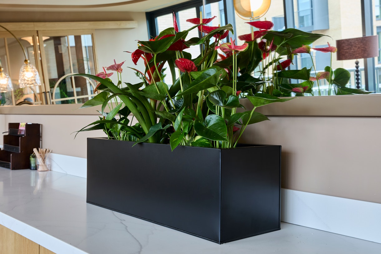 Flowering Anthurium display in a minimalist planter, Kew Curve London
