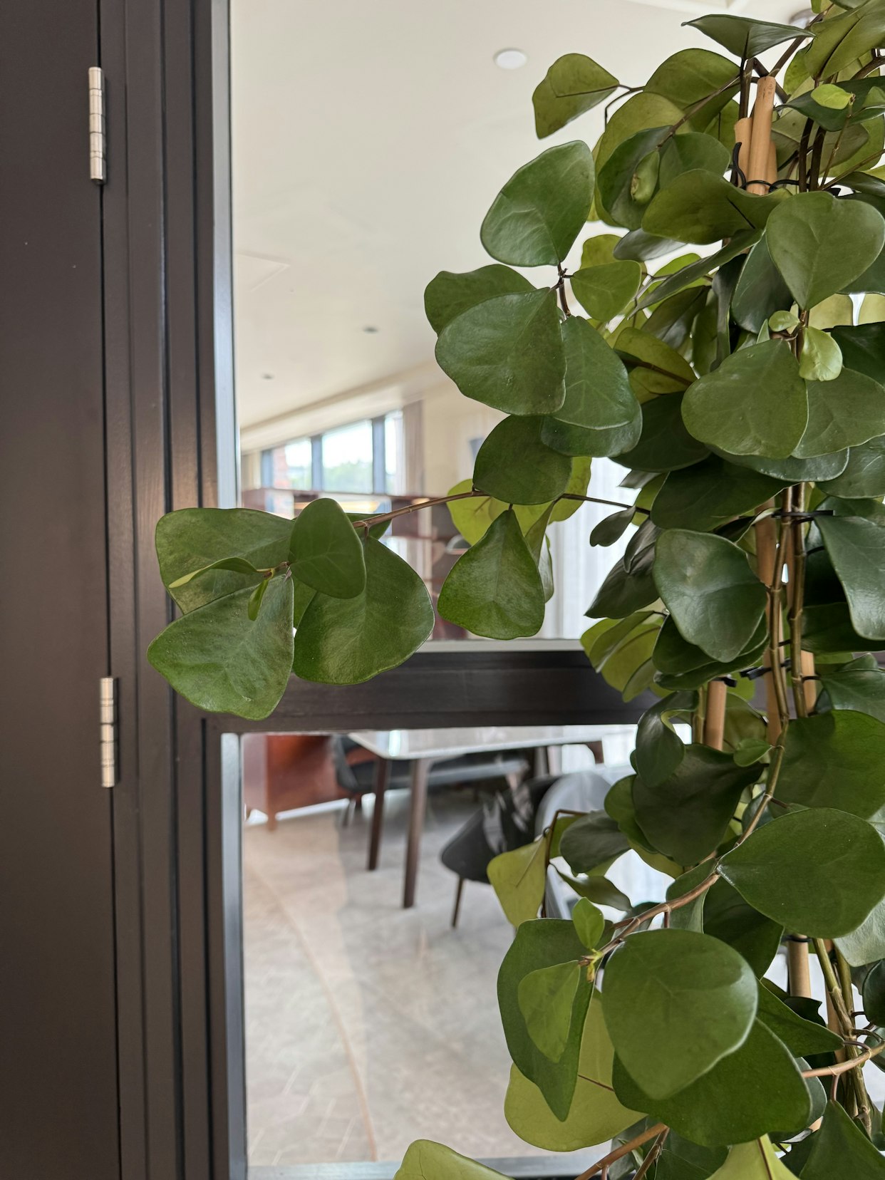 Lush green trailing houseplants positioned near a glass window in the contemporary interior at Triangle Yard, Leeds