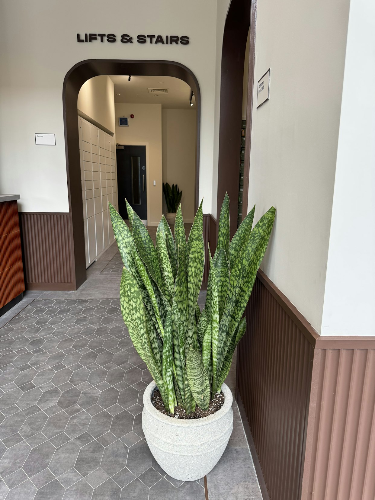 A tall potted snake plant in a white planter situated in the hallway with tiled flooring and the 'Lifts & Stairs' sign at Triangle Yard, Leeds