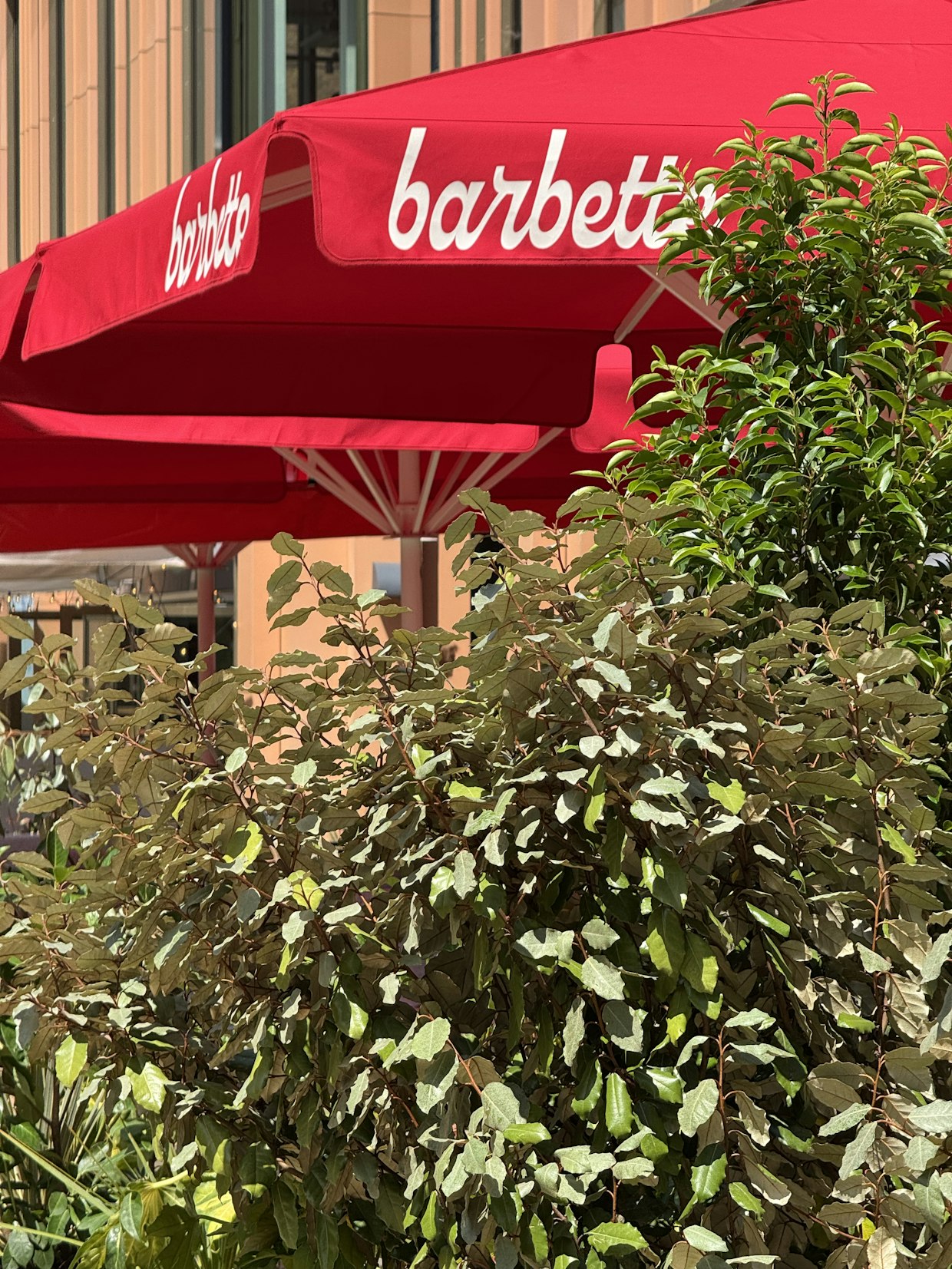 Close-up of a leafy green outdoor plant in the foreground with bright red umbrellas featuring the Barbette logo in the background at a terrace in Chester
