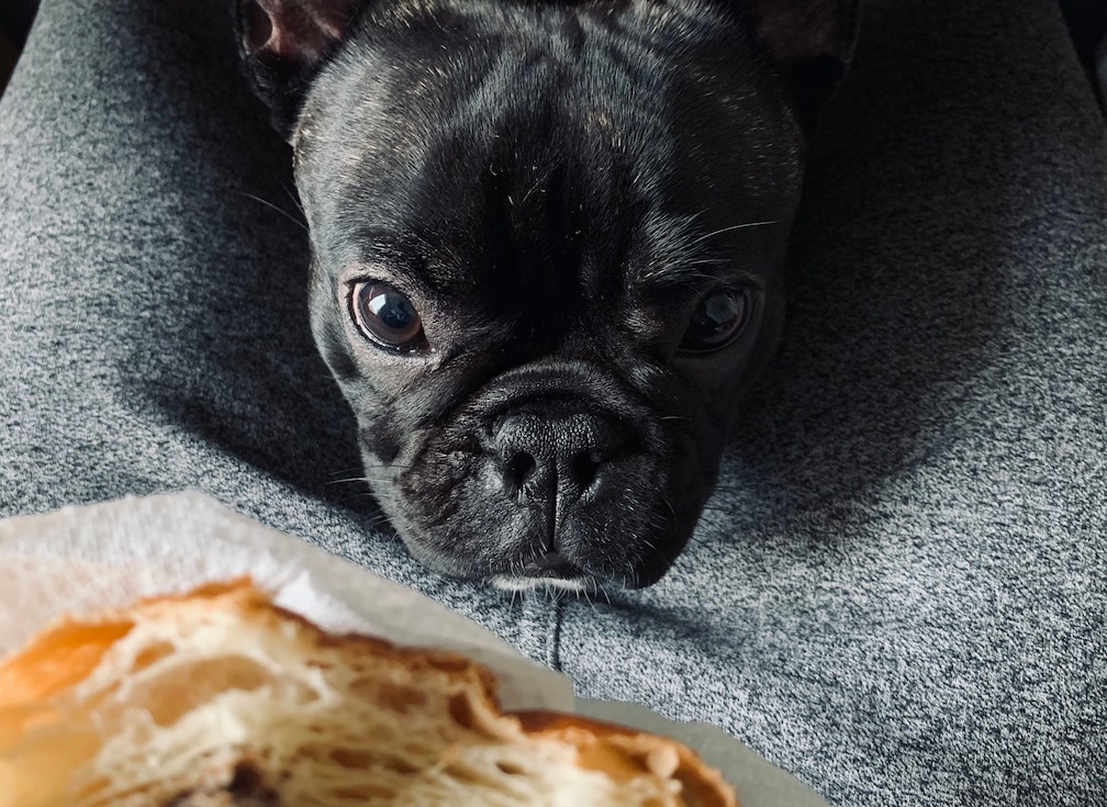 Nala, mon petit bouledogue français