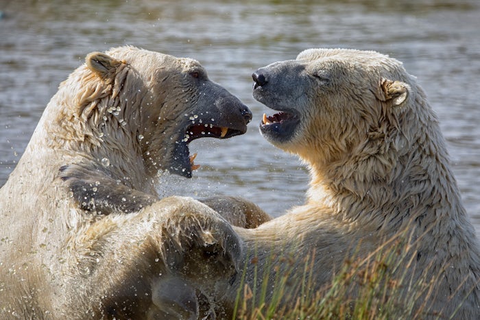Polar Bears