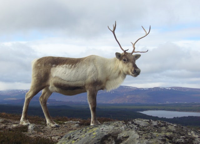Cairngorm Reindeer