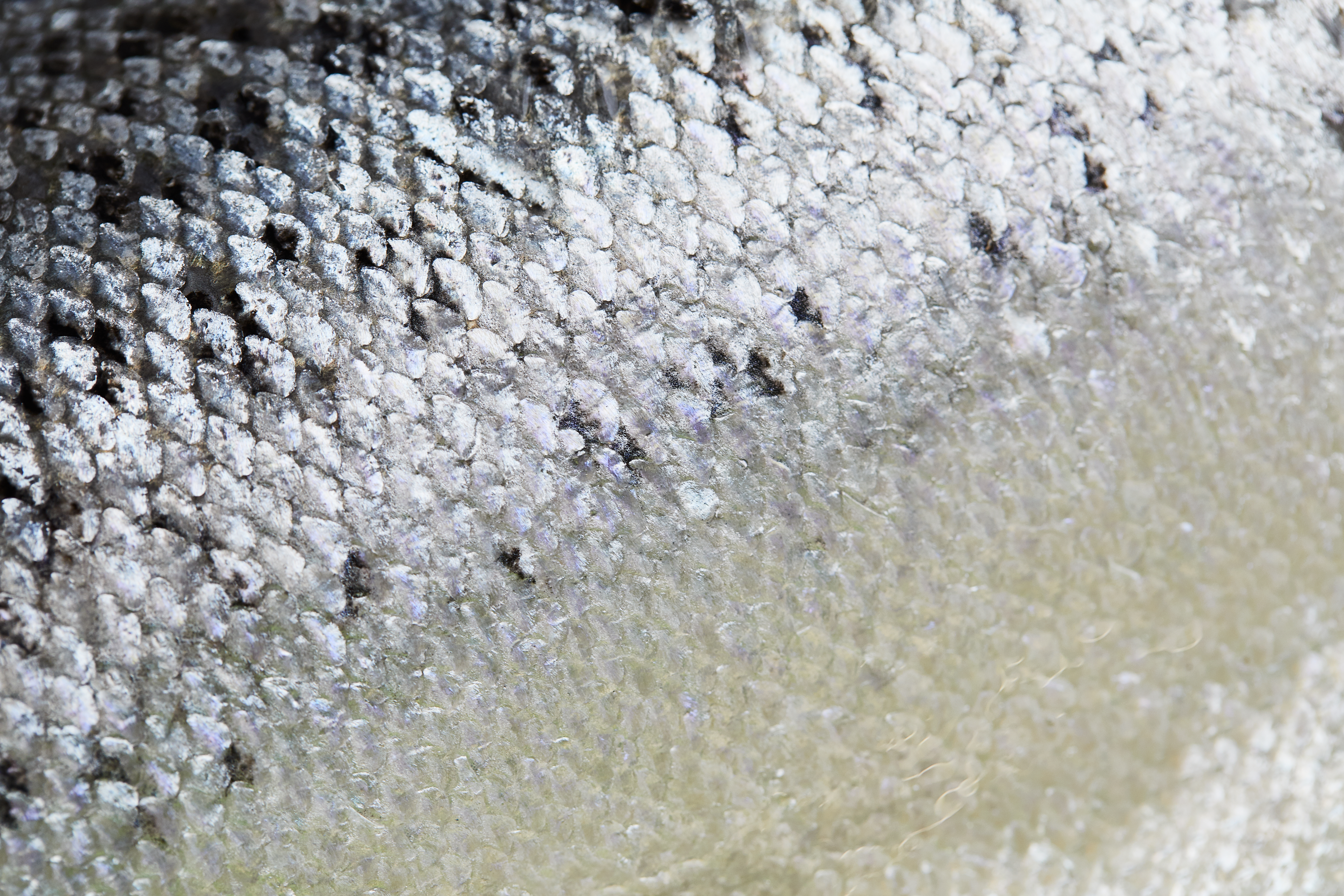 Salmon Skin Sea Stocks