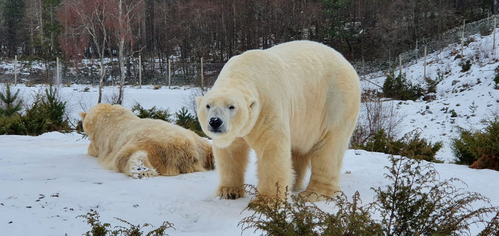 Polar Bears at Wildlife Park