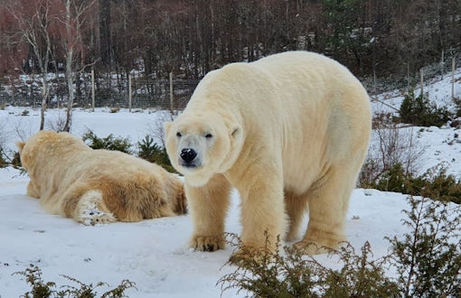 Polar Bears at Wildlife Park