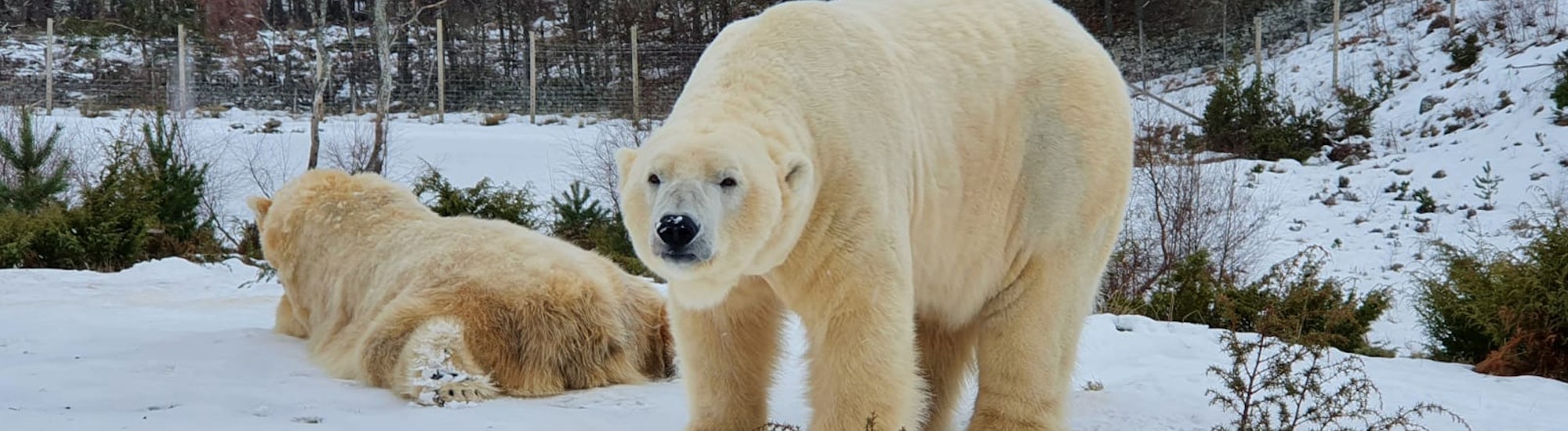 Polar Bears at Wildlife Park