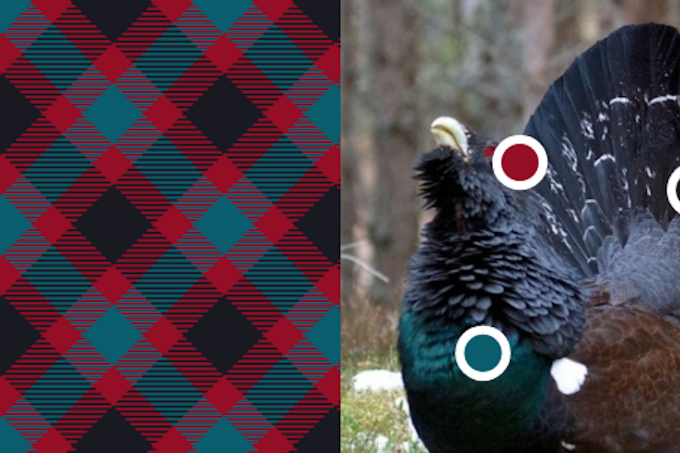 Capercaillie Tartan