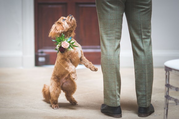Dog Friendly Wedding at Linden Hall