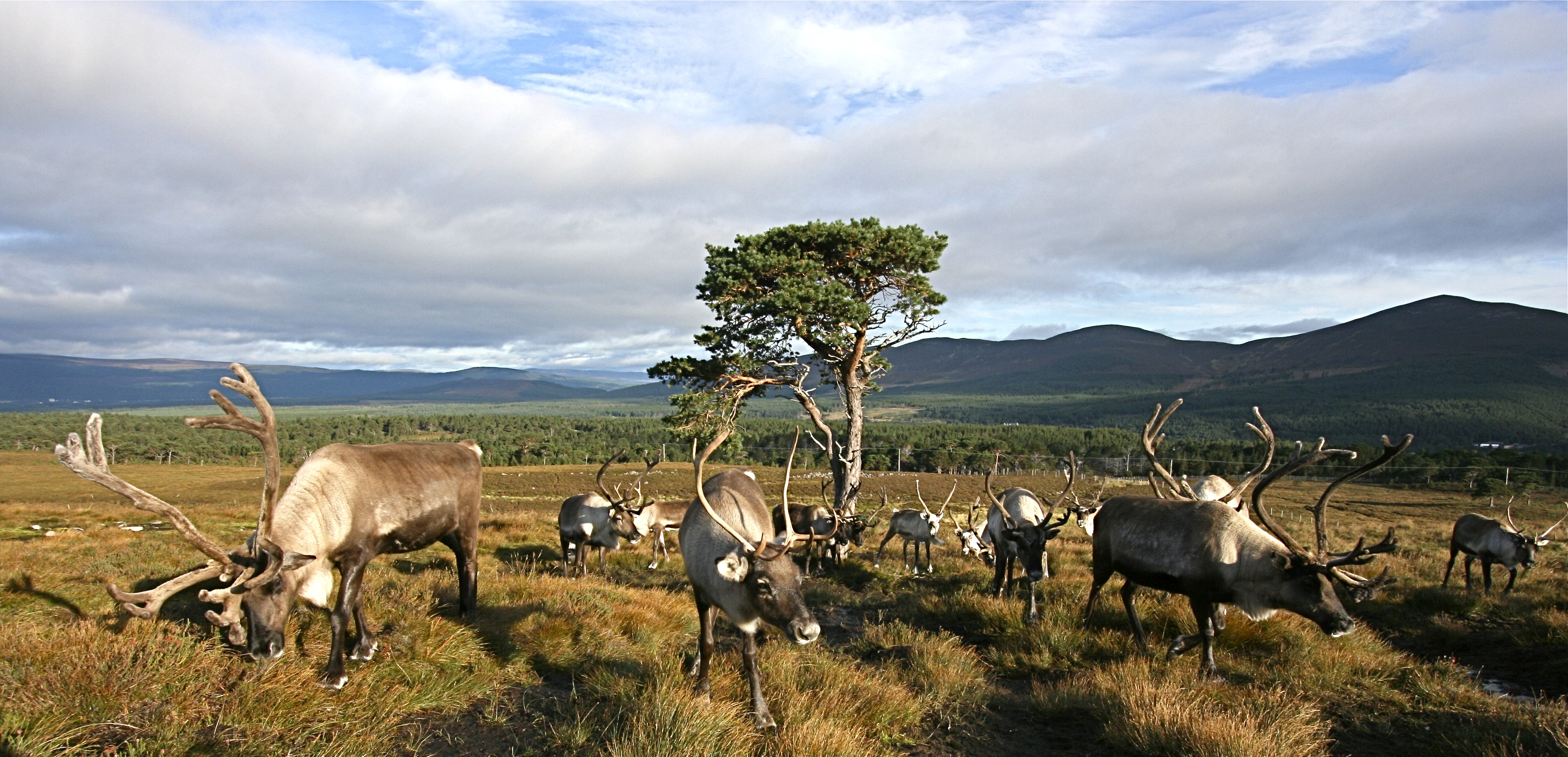 Cairngorm Reindeer Herd
