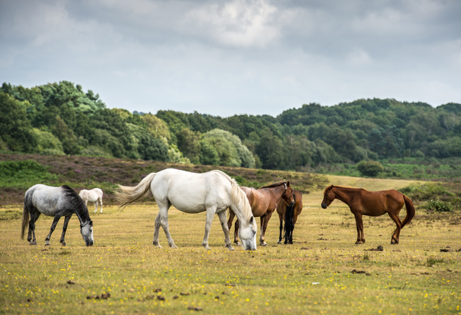 New Forest