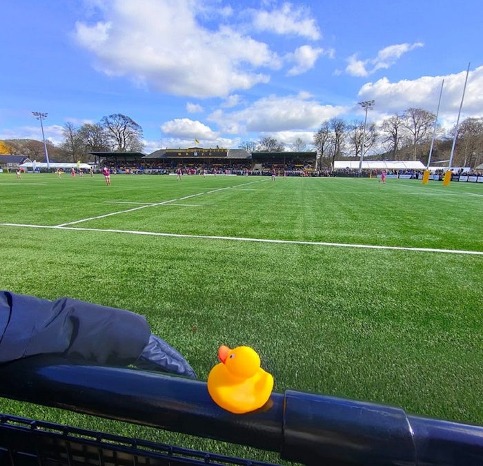Vital Duck watching the football