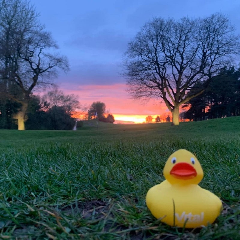 Vital Duck at Hill Valley golf course