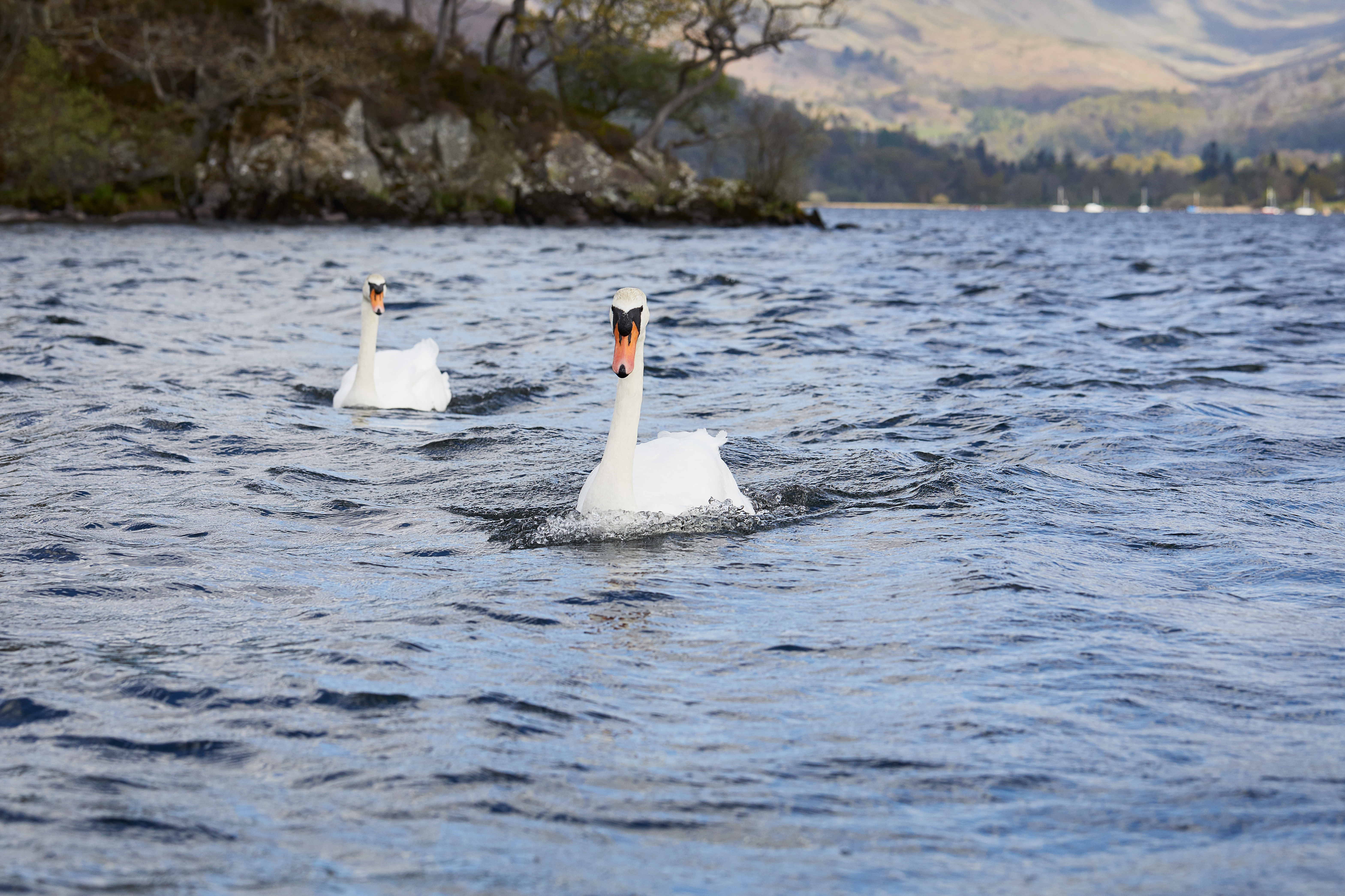 Swans on Lake Windermere