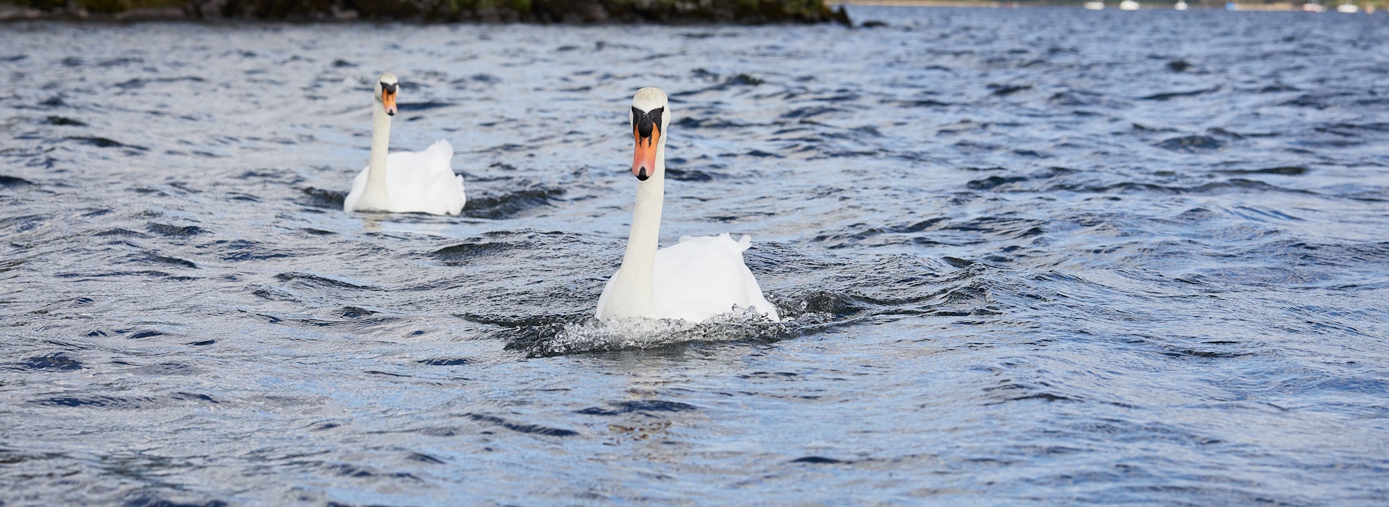 Swans on Lake Windermere