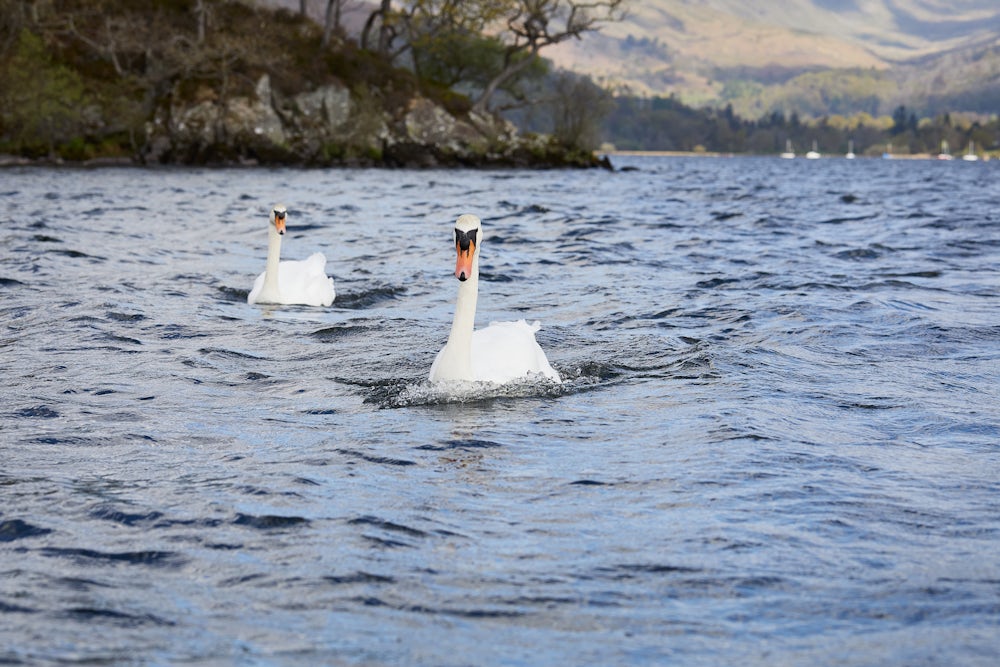 Swans on Lake Windermere