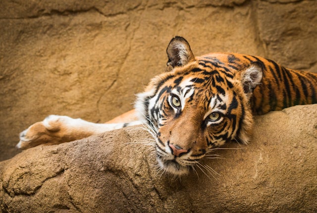 Tiger, Edinburgh Zoo