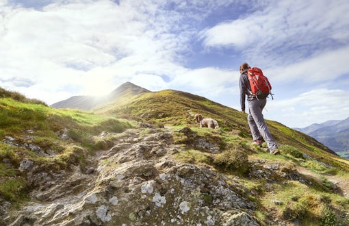 A hiker walking up a mountain ridge, The Edge, towards Ullock Pike, Carl Side and Skiddaw in the English Lake District UK.
