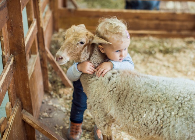 Girl hugging lamb on the farm