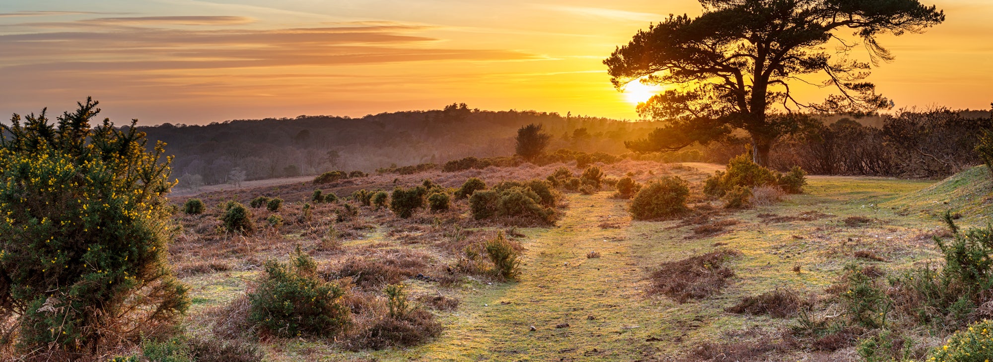 Dramatic sunset over the New Forest National Park at Bratley View near Lyndhurst in Hampshire