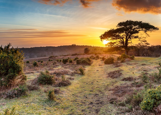 Dramatic sunset over the New Forest National Park at Bratley View near Lyndhurst in Hampshire