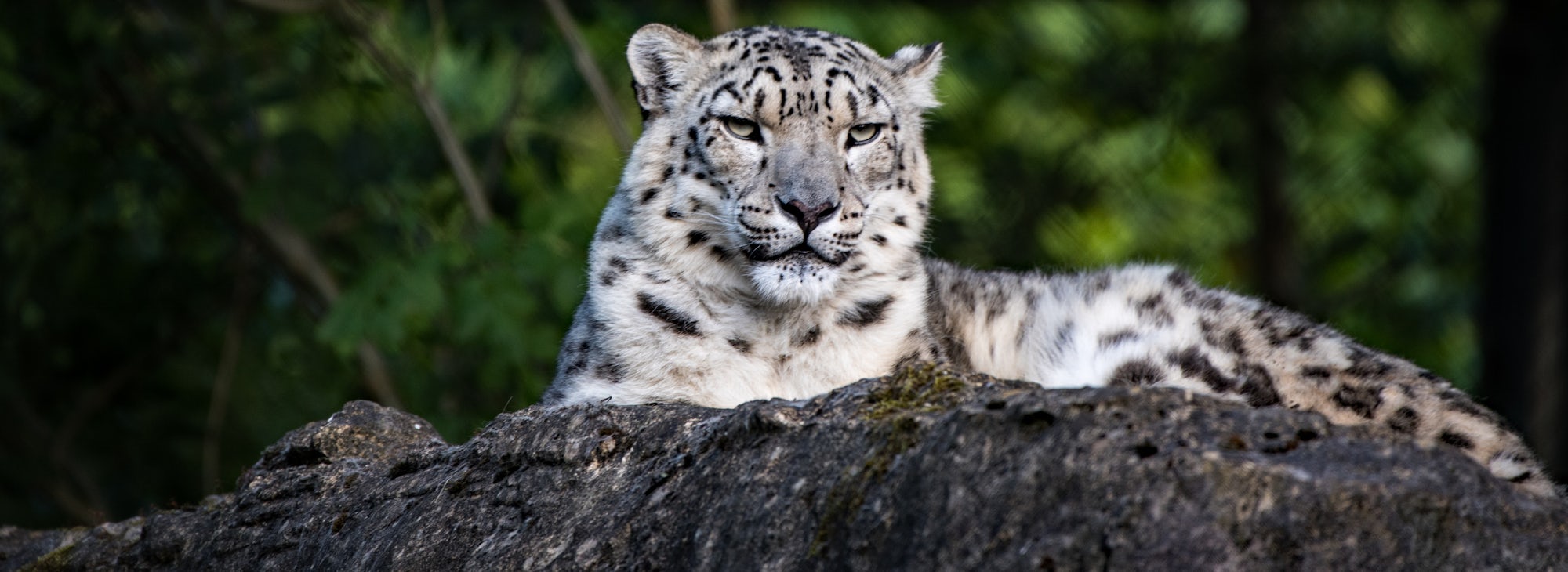 Female Snow Leopard in Marwell Zoo, Hampshire, UK