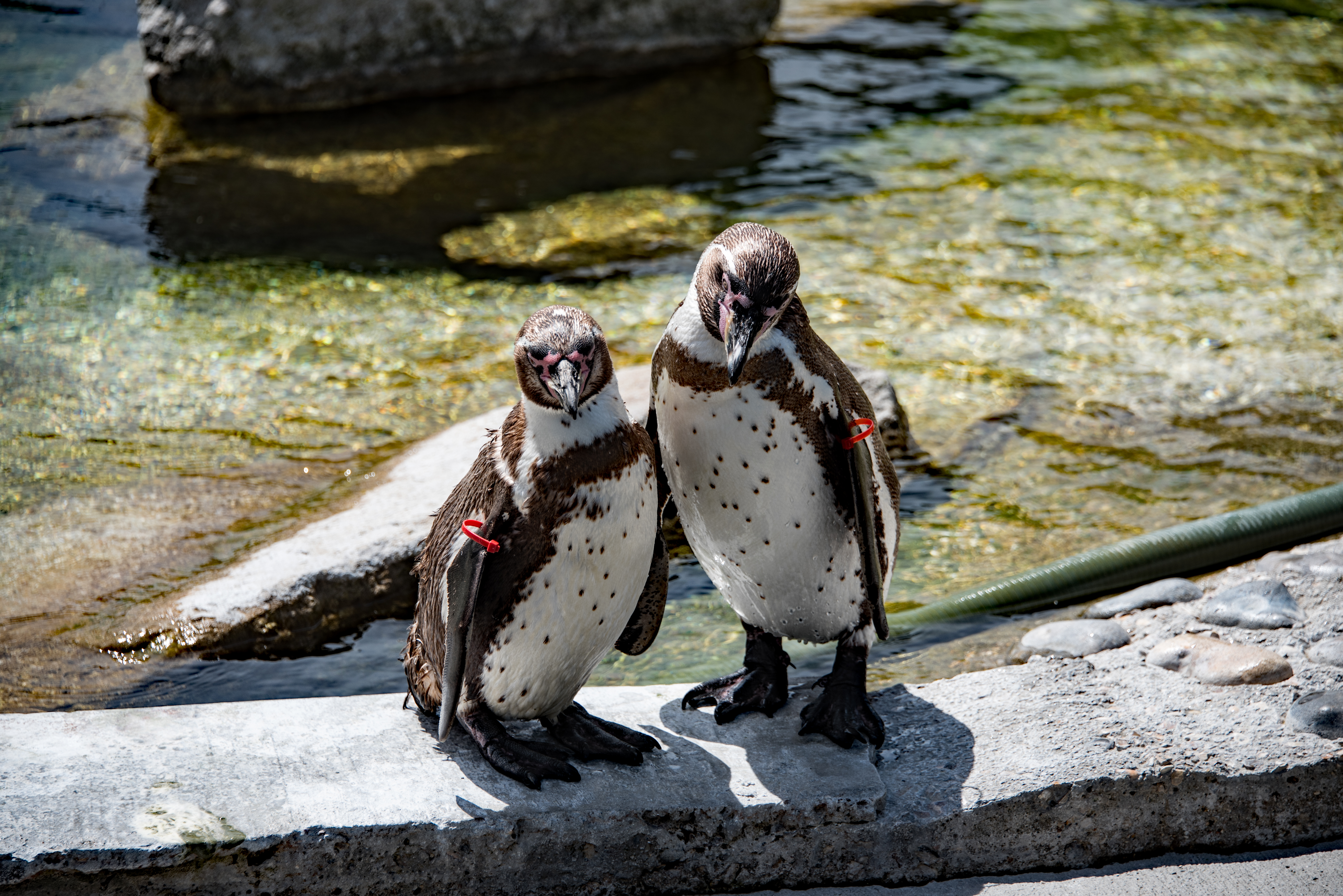 Penguins at the zoo