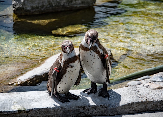 A pair of Humboldt penguins standing on the edge of a pool