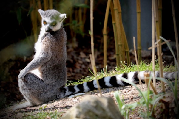 Sunbathing lemur at Marwell Zoo, Winchester, Hampshire, England, United Kingdom