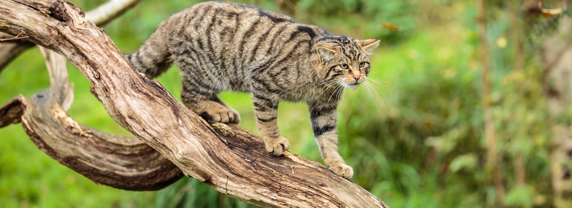 A Scottish Wildcat or Highlands tiger