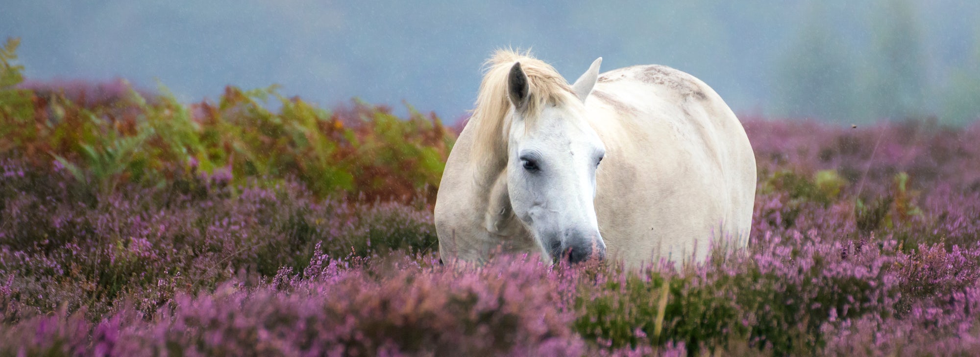 White New Forest Pony in the rain almost hidden by heather