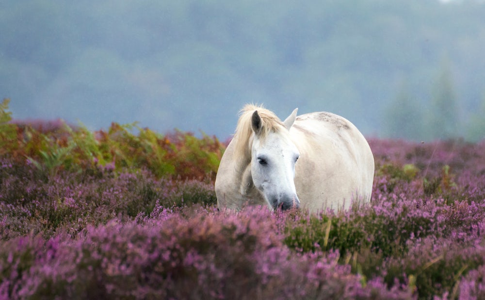 White New Forest Pony in the rain almost hidden by heather