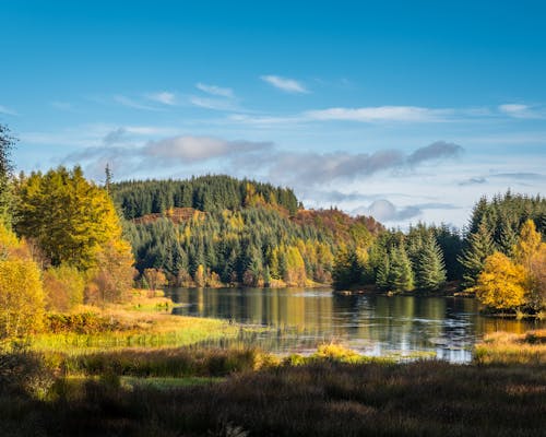 Autumn or Fall in the Queen Elizabeth Forest in the Trossachs National Park, near Aberfoyle in the Scottish Highlands