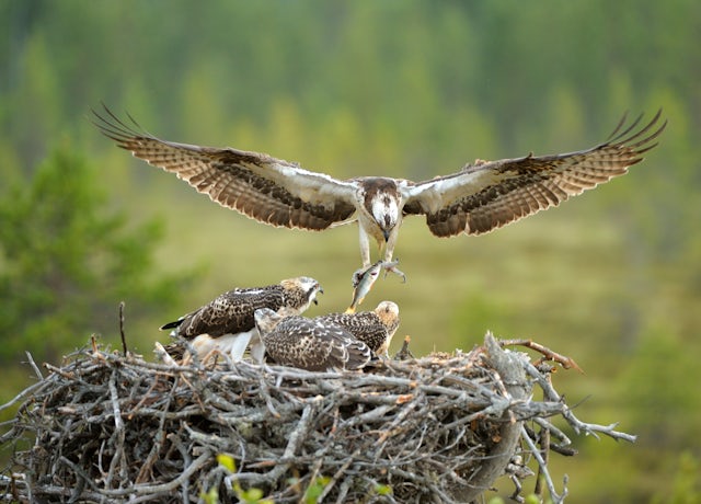 Male Osprey brought the fish for young osprey birds