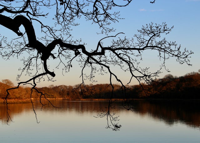 Silhouette of a tree over the River Hamble.