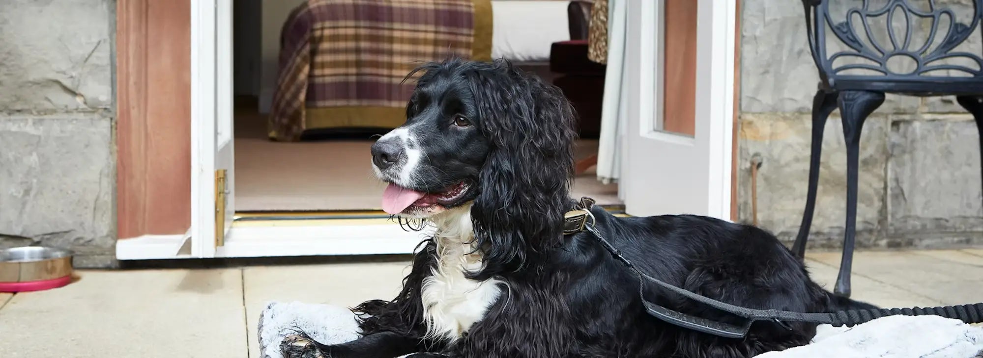 Dog Friendly Hotel in Ascot