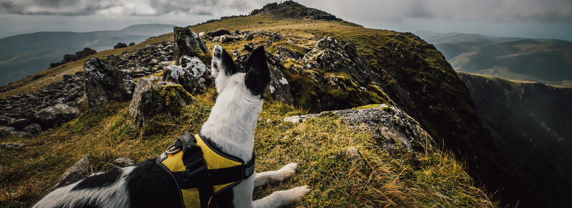 Dog friendly places to stay 2024 in snowdonia