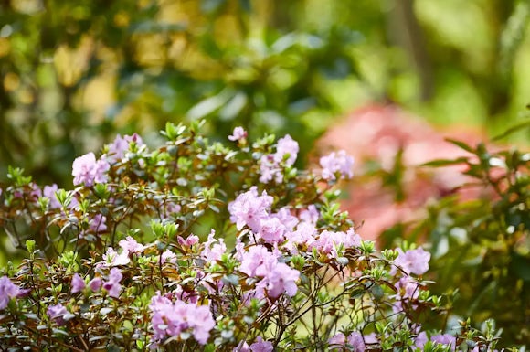 Ness Side Estate Purple Flowers