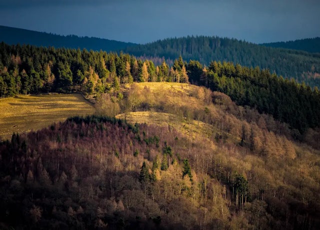 Glentress Forest, Scottish Borders