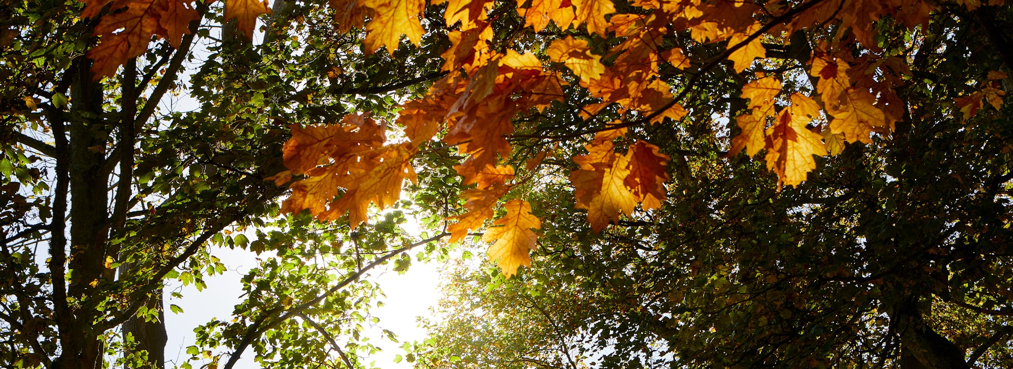 Autumn woodland foliage