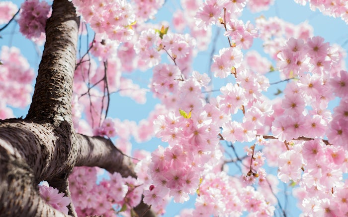 Pink cherry blossom