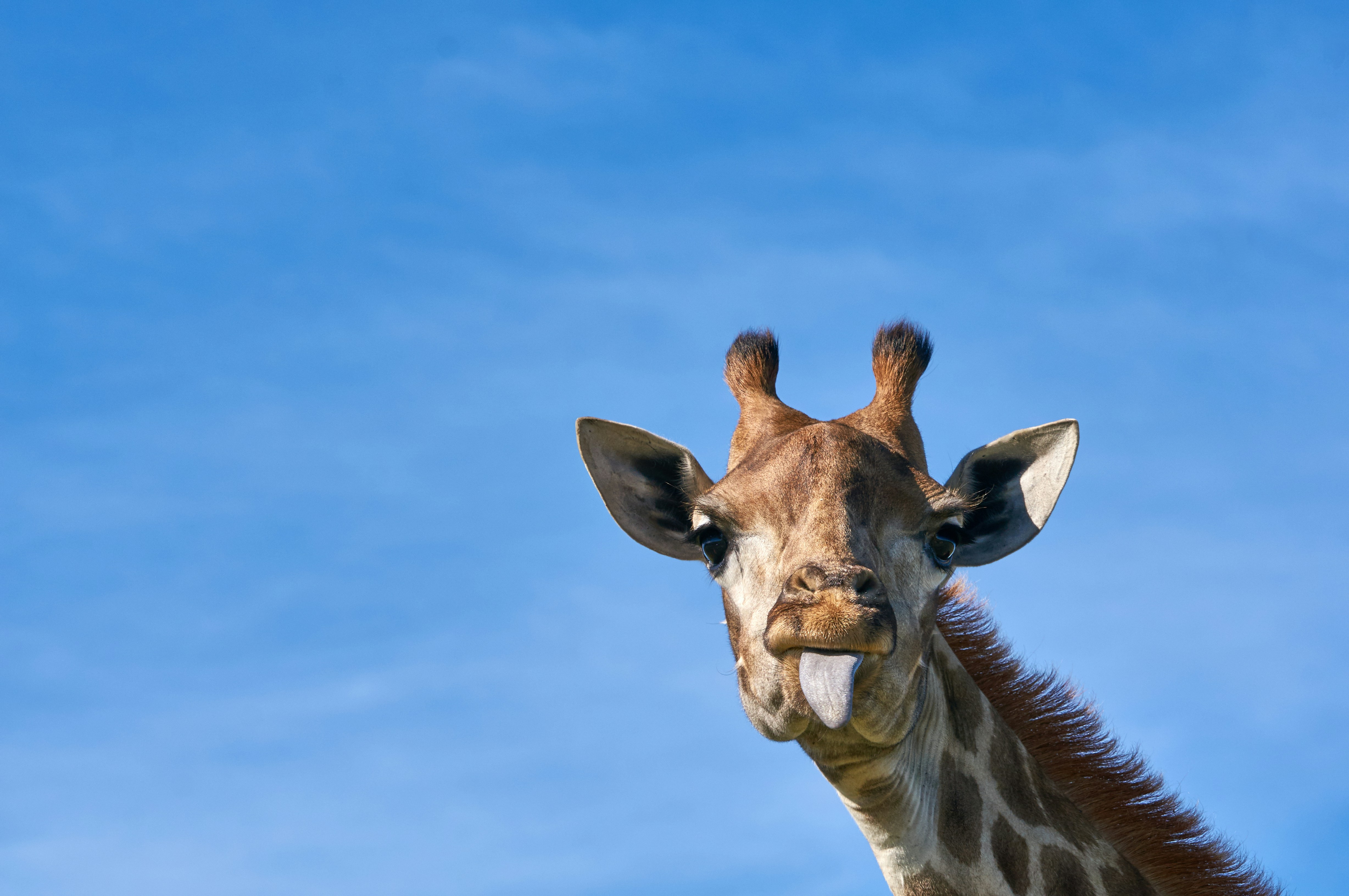 A giraffe sticks out its tongue